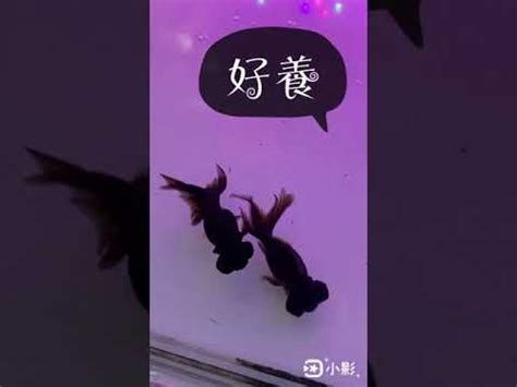 黑色金魚|黑金魚風水：化解厄運